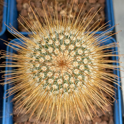 Mammillaria magnifica