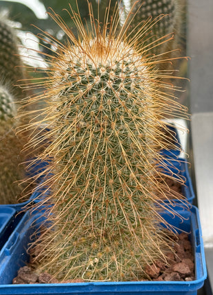 Mammillaria magnifica