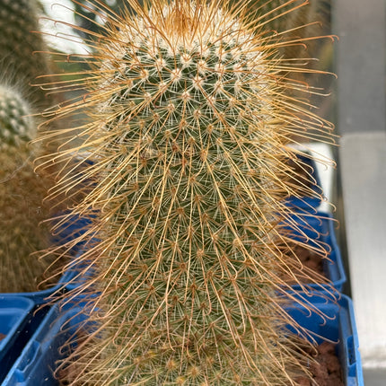 Mammillaria magnifica