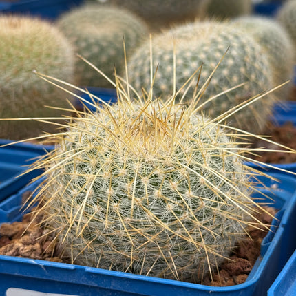 Mammillaria muehlenpfordtii