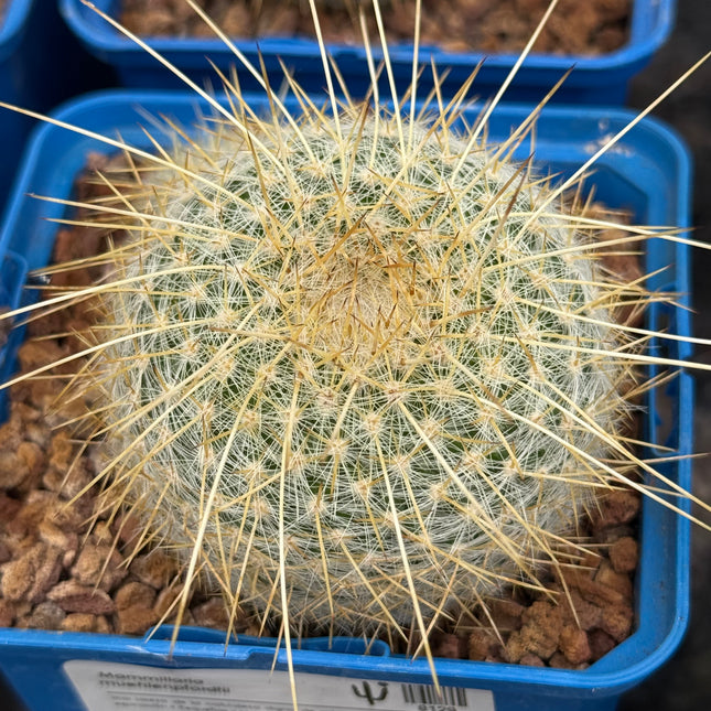 Mammillaria muehlenpfordtii