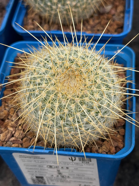 Mammillaria muehlenpfordtii