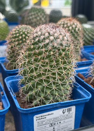 Mammillaria polythele