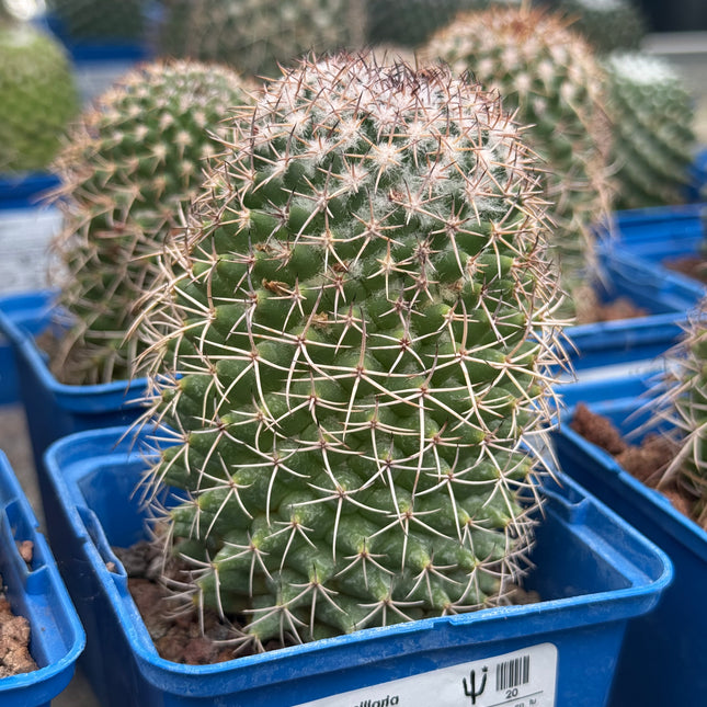 Mammillaria polythele
