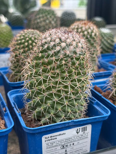 Mammillaria polythele