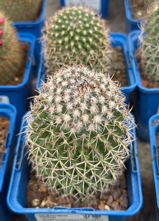 Mammillaria polythele