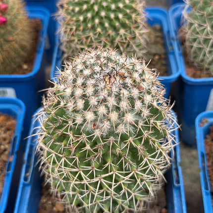 Mammillaria polythele