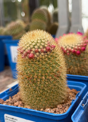 Mammillaria pilcayensis