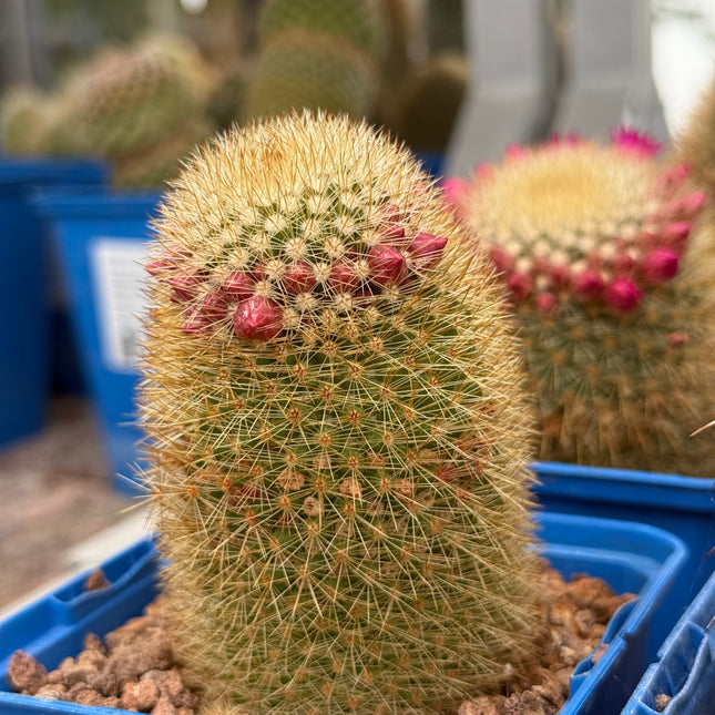 Mammillaria pilcayensis