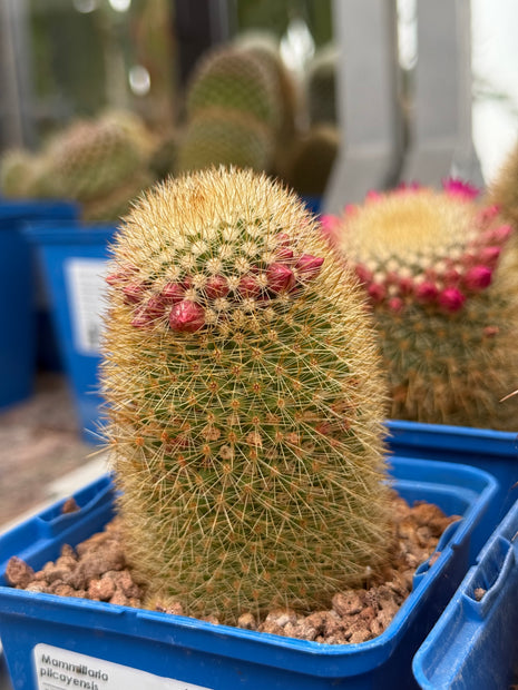 Mammillaria pilcayensis