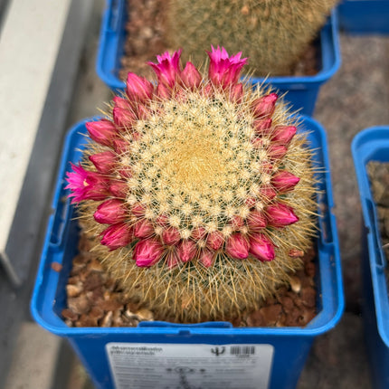 Mammillaria pilcayensis