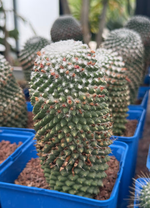 Mammillaria spinosissima cv. a peak