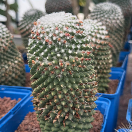 Mammillaria spinosissima cv. a peak
