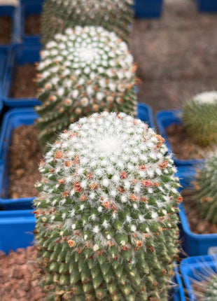Mammillaria spinosissima cv. a peak