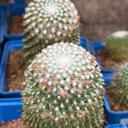 Mammillaria spinosissima cv. a peak
