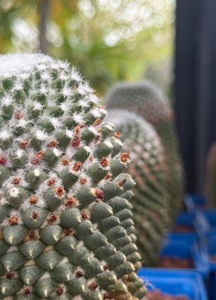 Mammillaria spinosissima cv. a peak