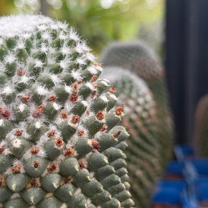 Mammillaria spinosissima cv. a peak