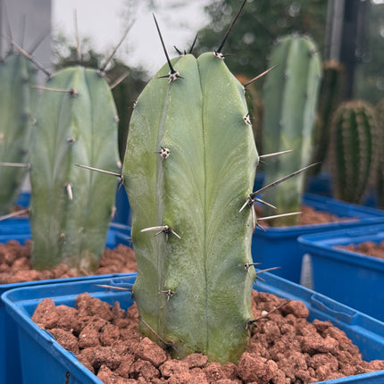 Myrtillocactus geometrizans
