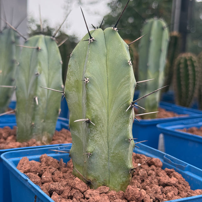 Myrtillocactus geometrizans