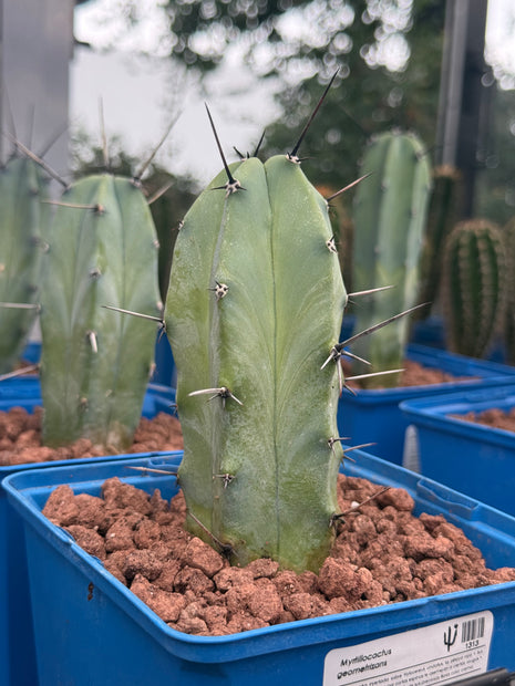 Myrtillocactus geometrizans