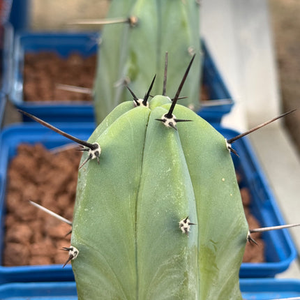 Myrtillocactus geometrizans