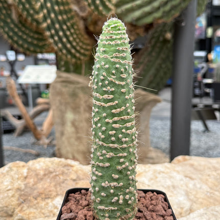 Cleistocactus jujuyensis var. monstruosa