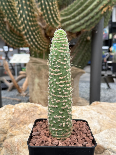 Cleistocactus jujuyensis var. monstruosa
