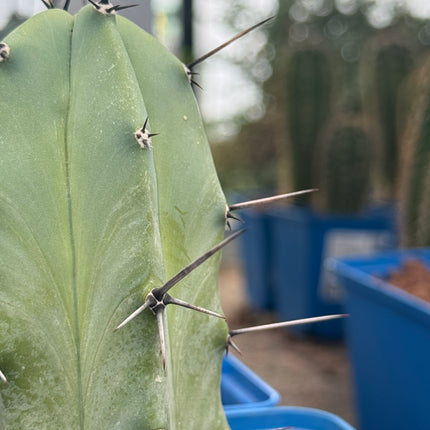 Myrtillocactus geometrizans