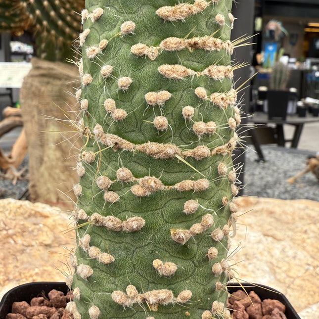 Cleistocactus jujuyensis var. monstruosa