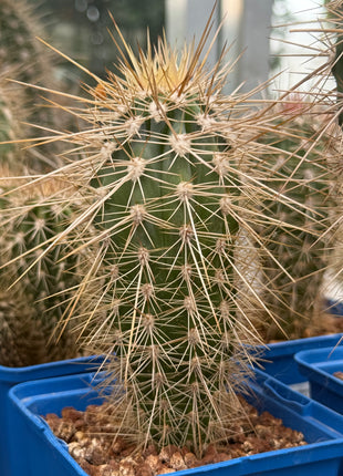 Pachycereus pringlei