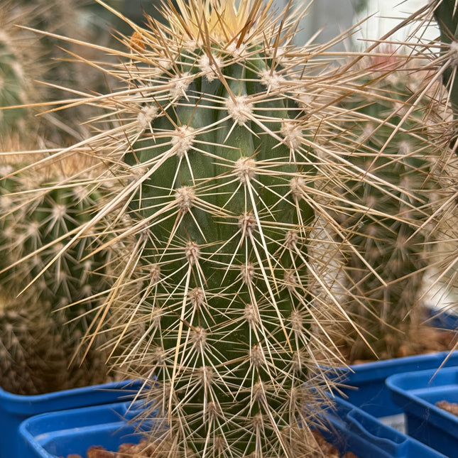 Pachycereus pringlei