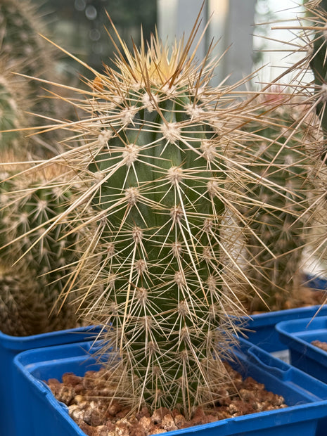 Pachycereus pringlei
