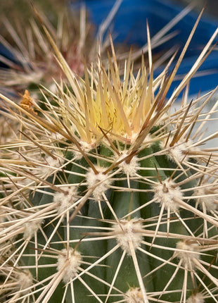 Pachycereus pringlei