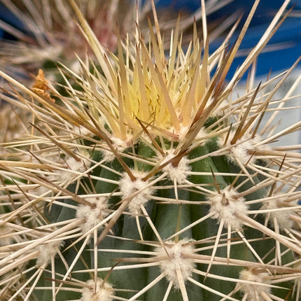 Pachycereus pringlei