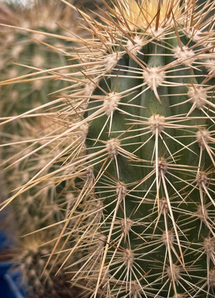 Pachycereus pringlei