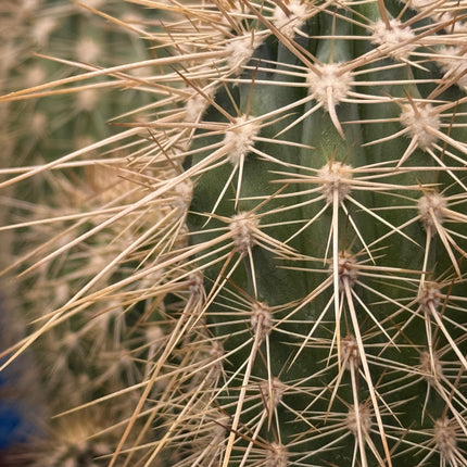 Pachycereus pringlei