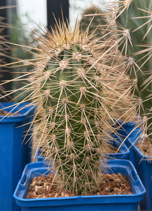 Pachycereus pringlei