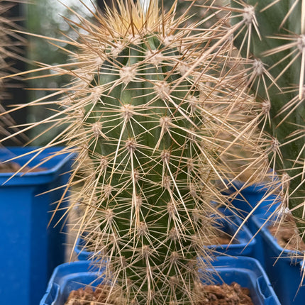 Pachycereus pringlei