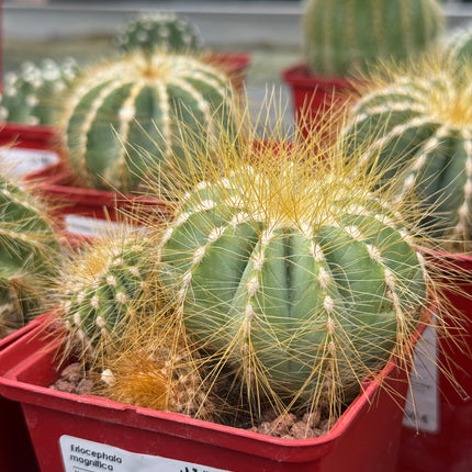 Eriocephala (Parodie) magnifica