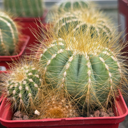 Eriocephala (Parodie) magnifica