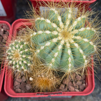 Eriocephala (Parodie) magnifica