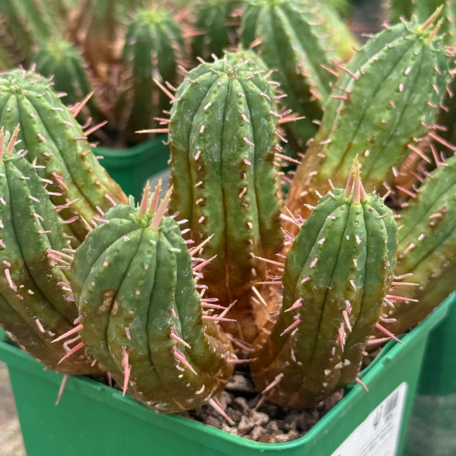Euphorbia aggregata