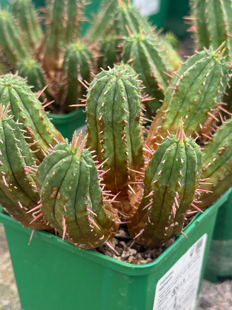 Euphorbia aggregata