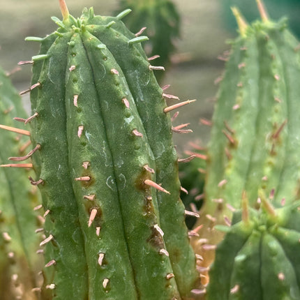 Euphorbia aggregata