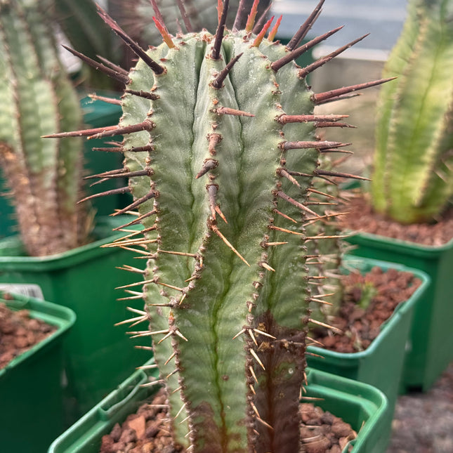 Euphorbia horrida