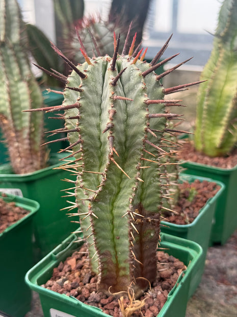 Euphorbia horrida