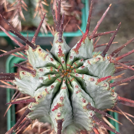 Euphorbia horrida