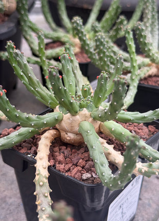 Euphorbia huttonae