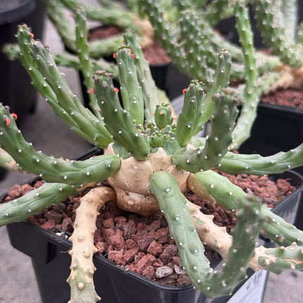 Euphorbia huttonae