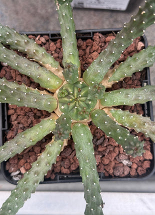 Euphorbia huttonae
